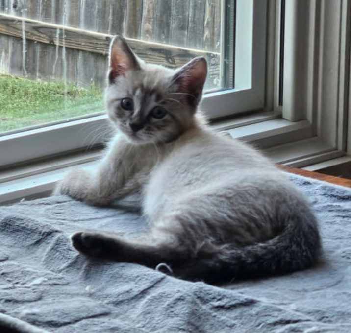 Photo of Bellona