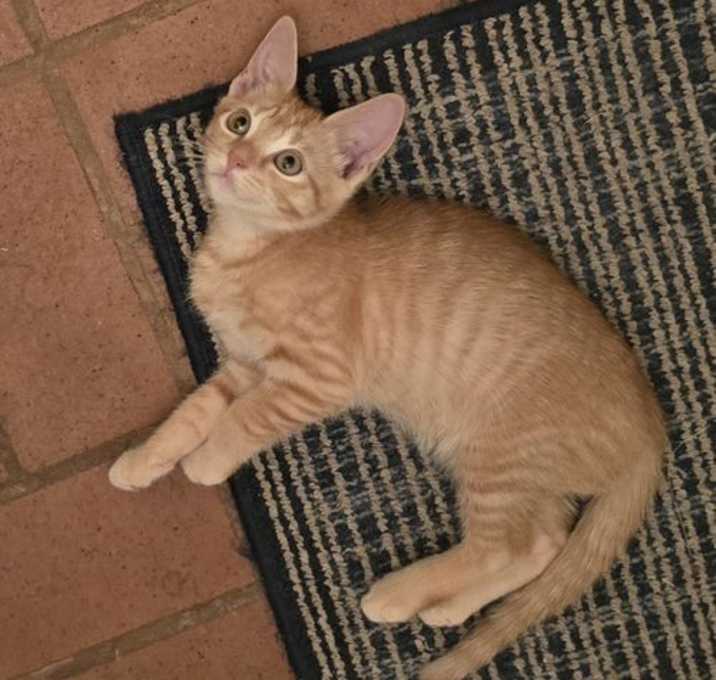 Photo of Sahara