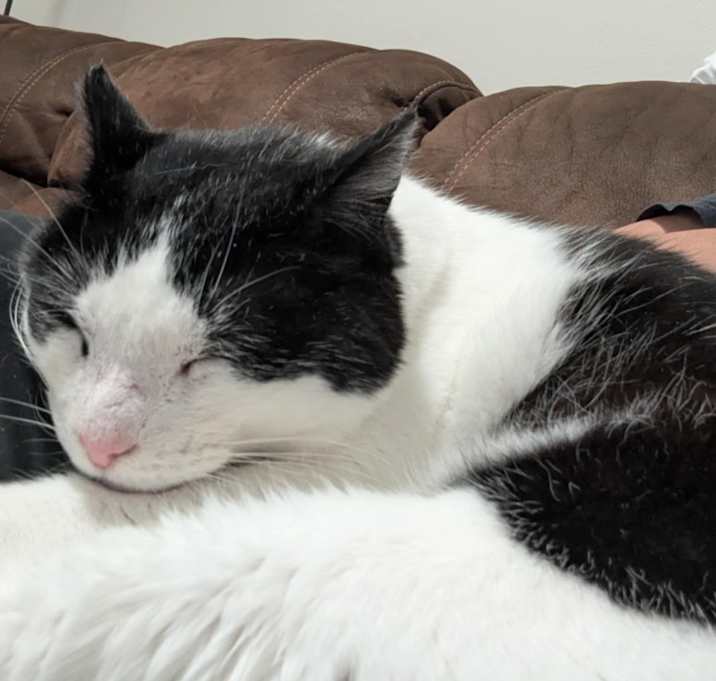 Photo of Oreo