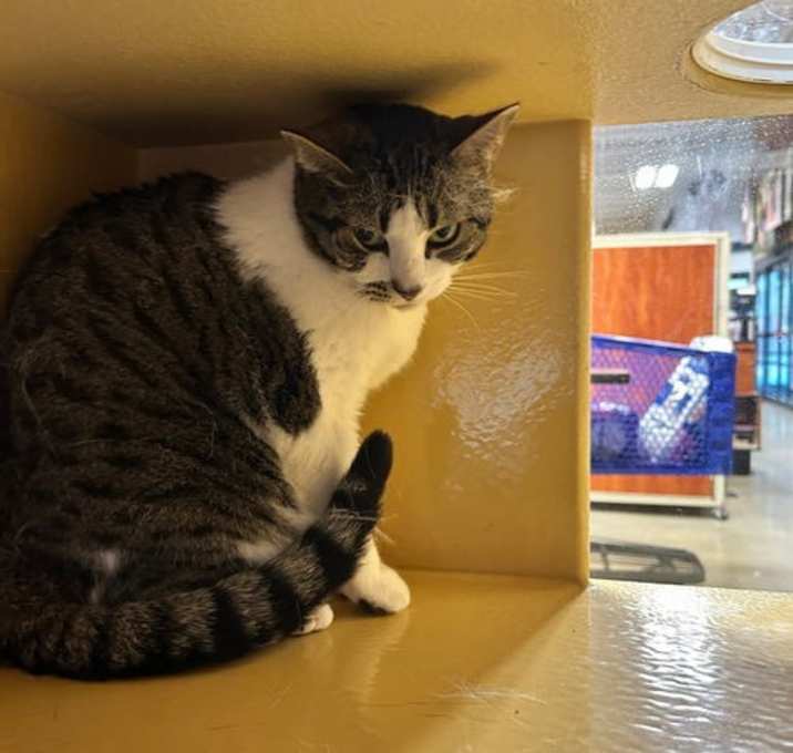 Photo of Biscuit