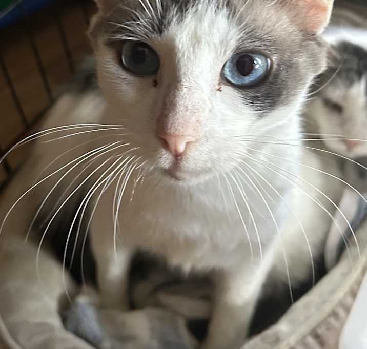 Photo of Blue