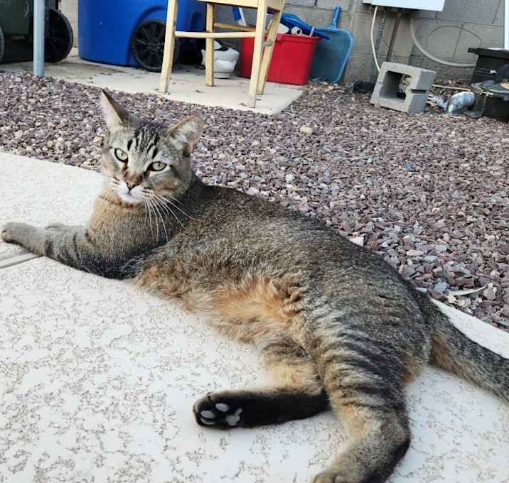 Photo of O2 Oscar the 2nd