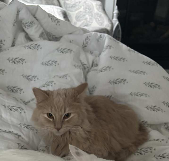 Photo of Fay