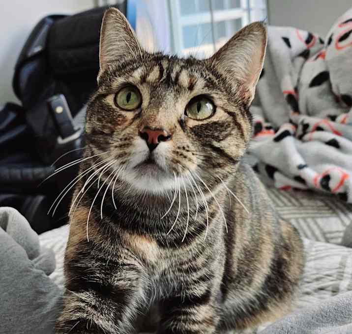 Photo of Daisy