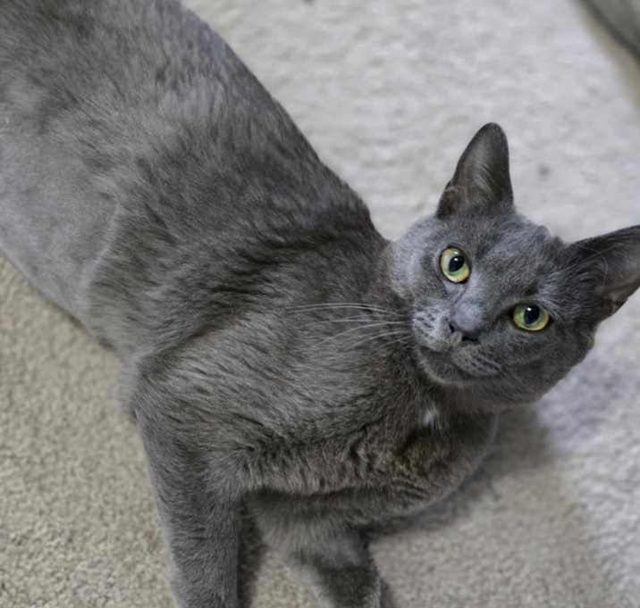Photo of Ash
