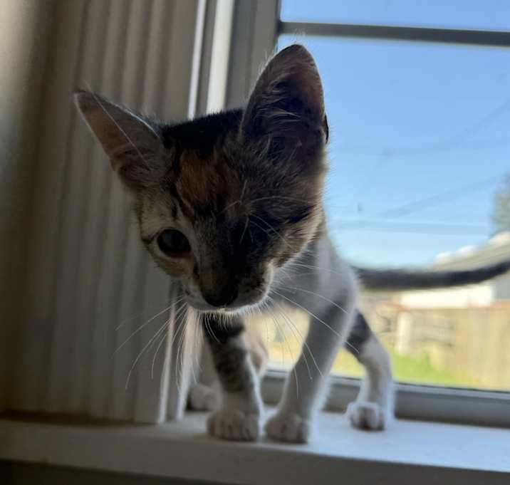 Photo of Latte
