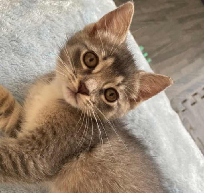 Photo of Cricket