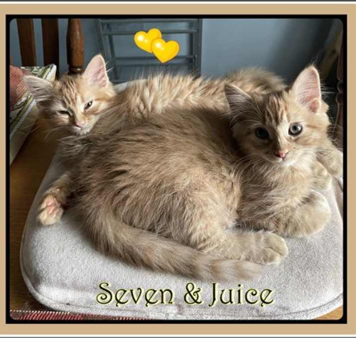 Photo of SEVEN & JUICE  BONDED BROTHERS
