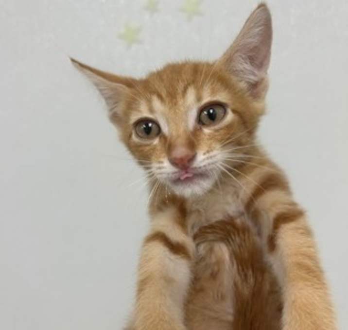Photo of Gideon