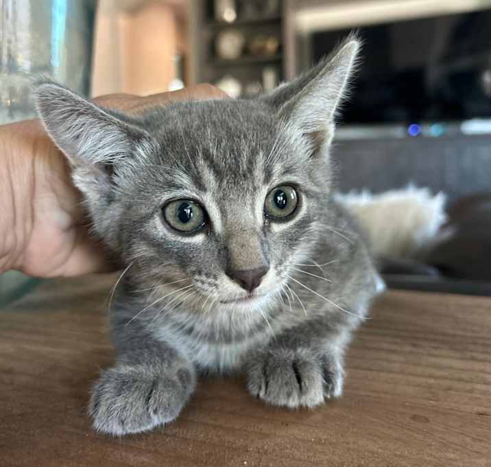 Photo of Sweetie
