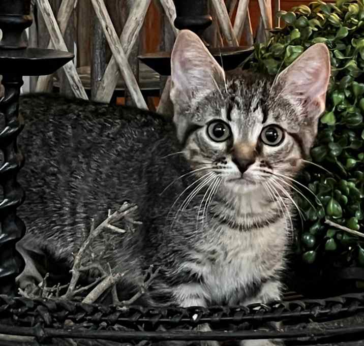 Photo of Volt