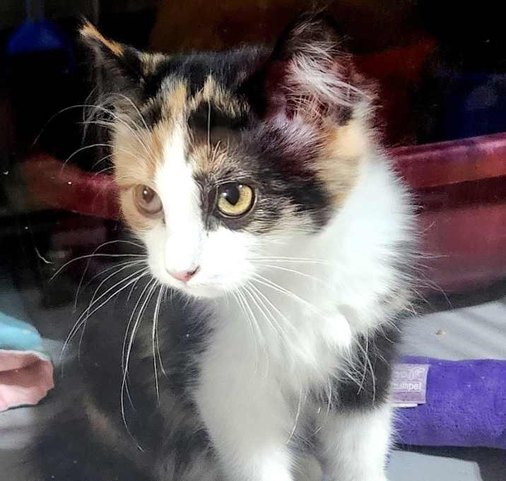Photo of Mavis