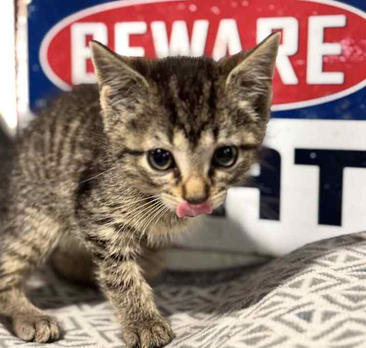 Photo of Squirmel