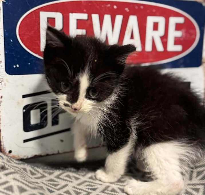 Photo of Tuxie