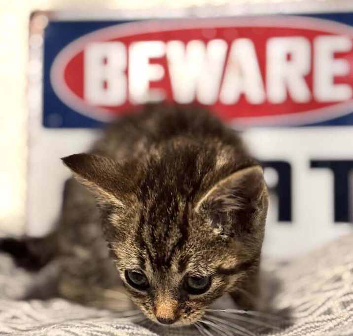 Photo of Little Bean