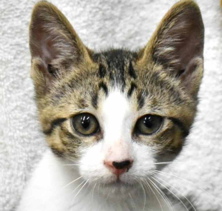 Photo of Burrito