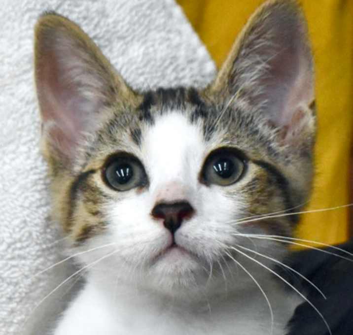 Photo of Taco