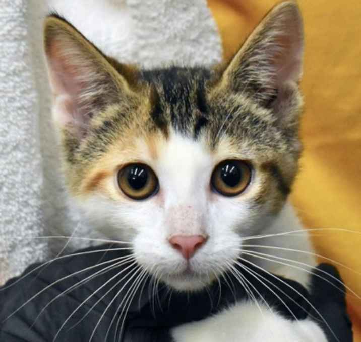 Photo of Chimichanga