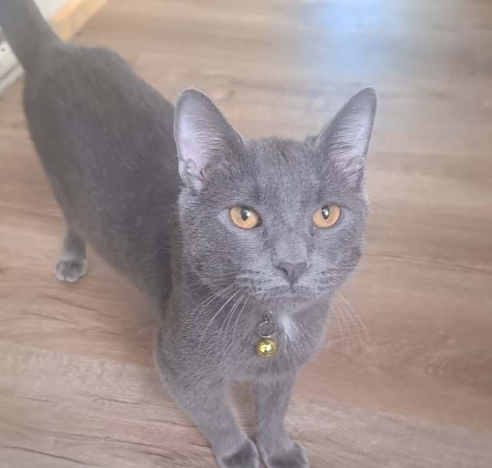 Photo of Gomez