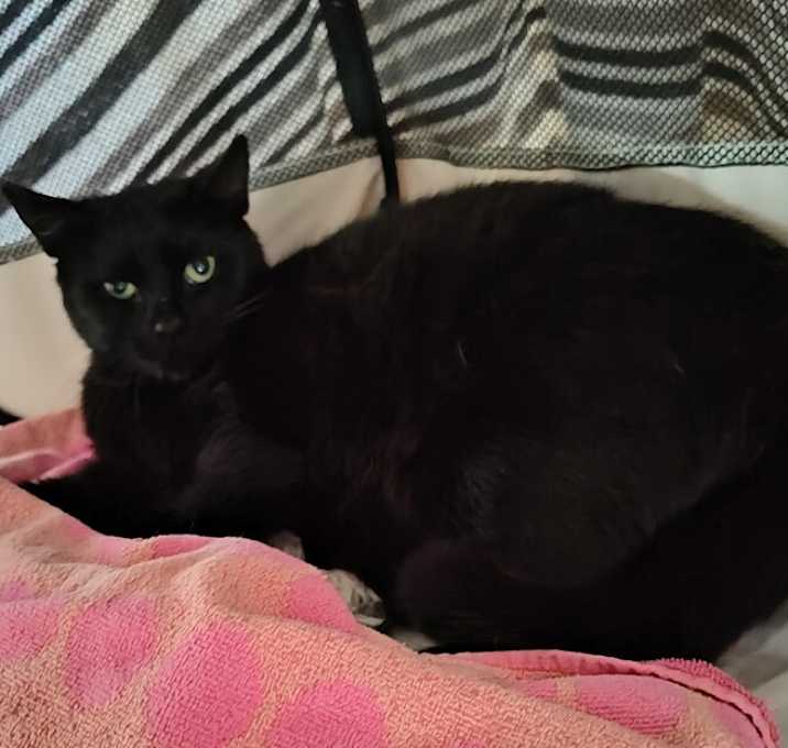 Photo of MAMA MIA (returning to owner after spay/will pay)