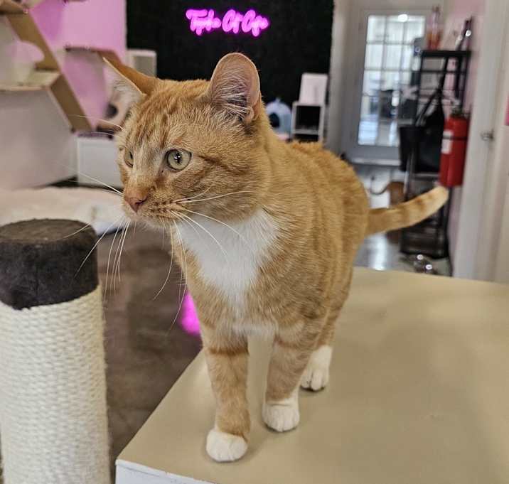 Photo of **Cat Cafe** Fred