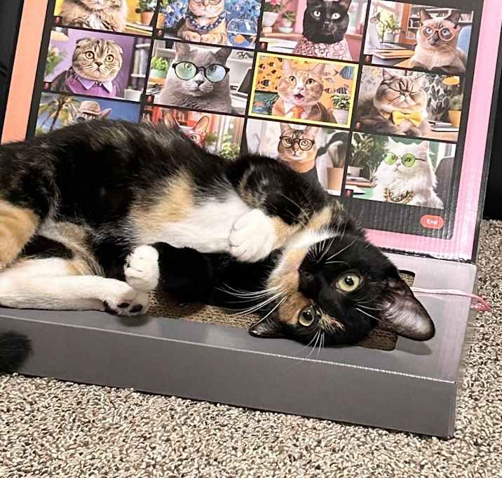 Photo of **Cat Cafe** Ezra