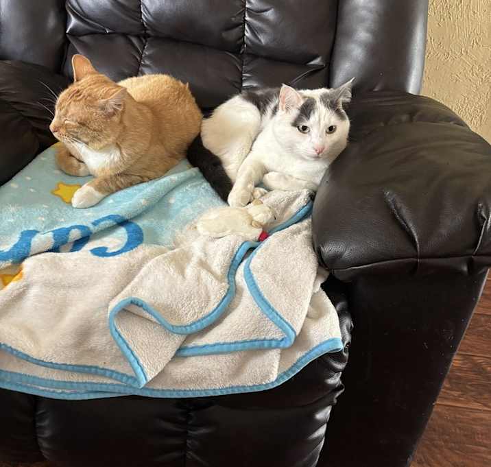 Photo of **Cat Cafe** Snoopy