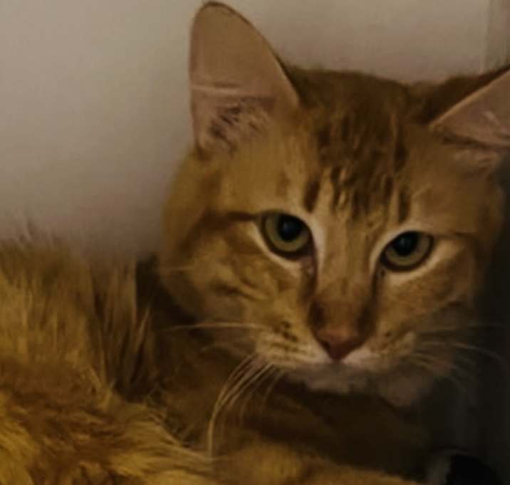 Photo of Teddy