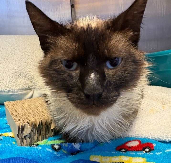 Photo of Pepper