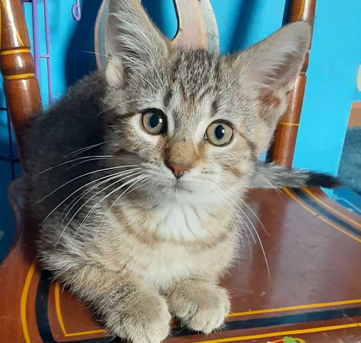 Photo of Teddy