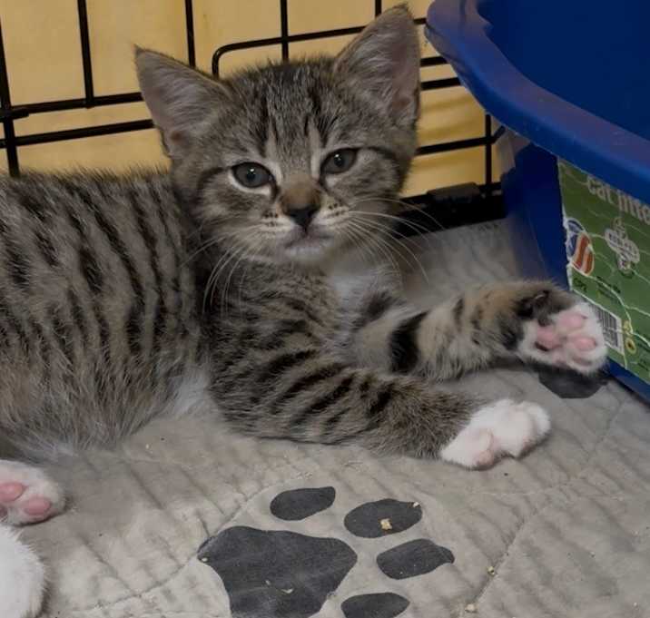 Photo of Sawyer