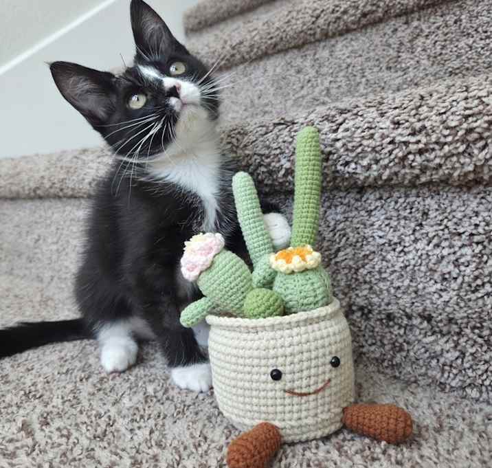 Photo of Beanie