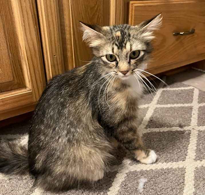Photo of Pebbles