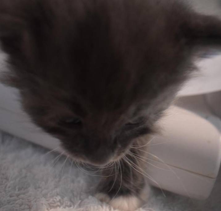 Photo of Sox (Leanne K1)