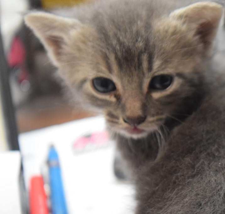 Photo of Cloud (Runty K3)