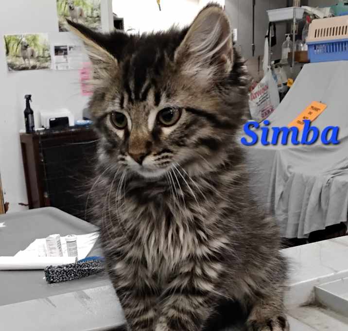Photo of Simba