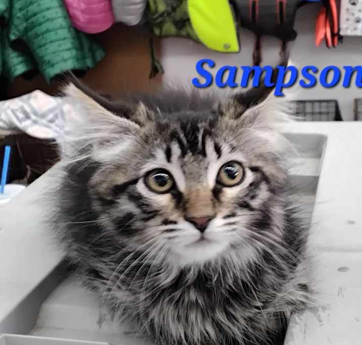 Photo of Sampson
