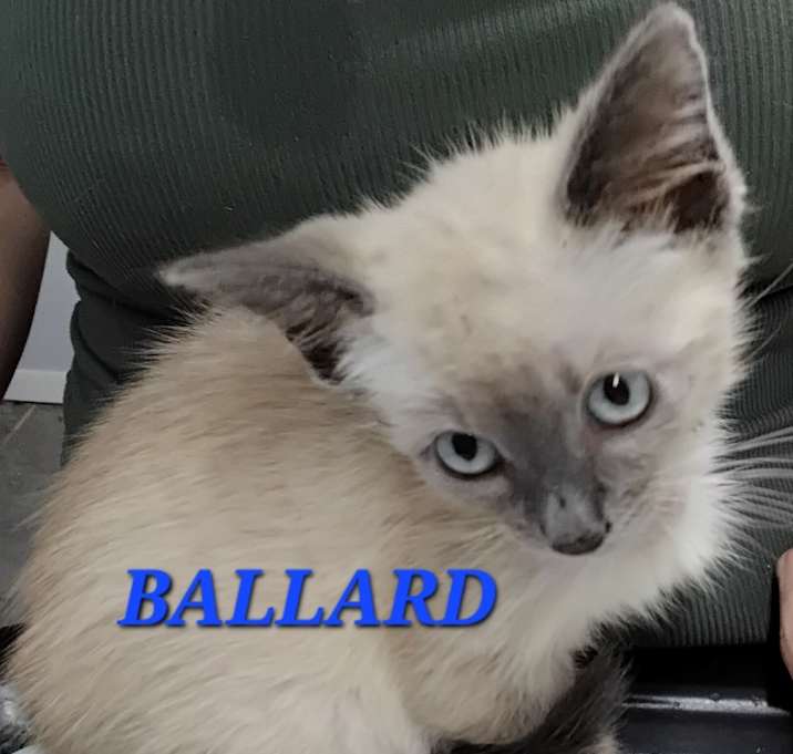 Photo of Ballard