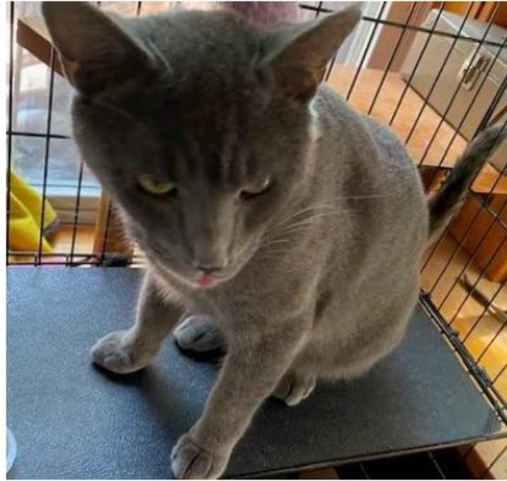 Photo of Tomahawk (FCID# 04/28/2025 - 7) C