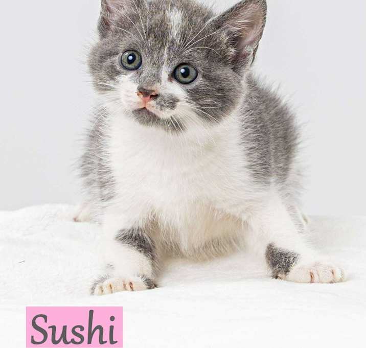 Photo of Sushi