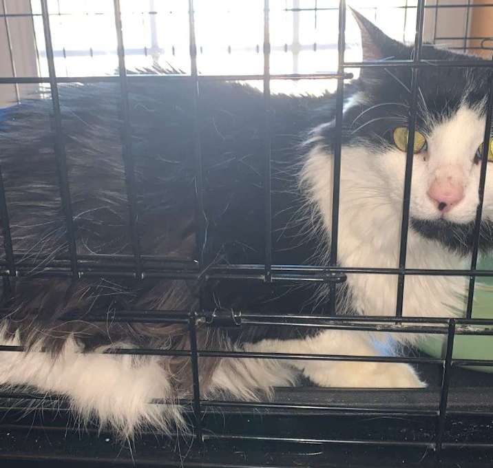 Photo of Felix
