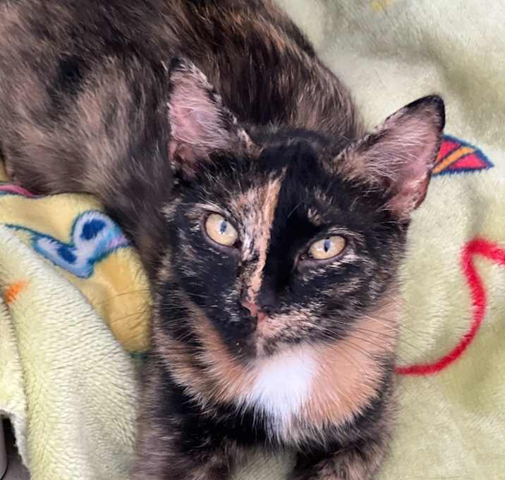 Photo of Perla
