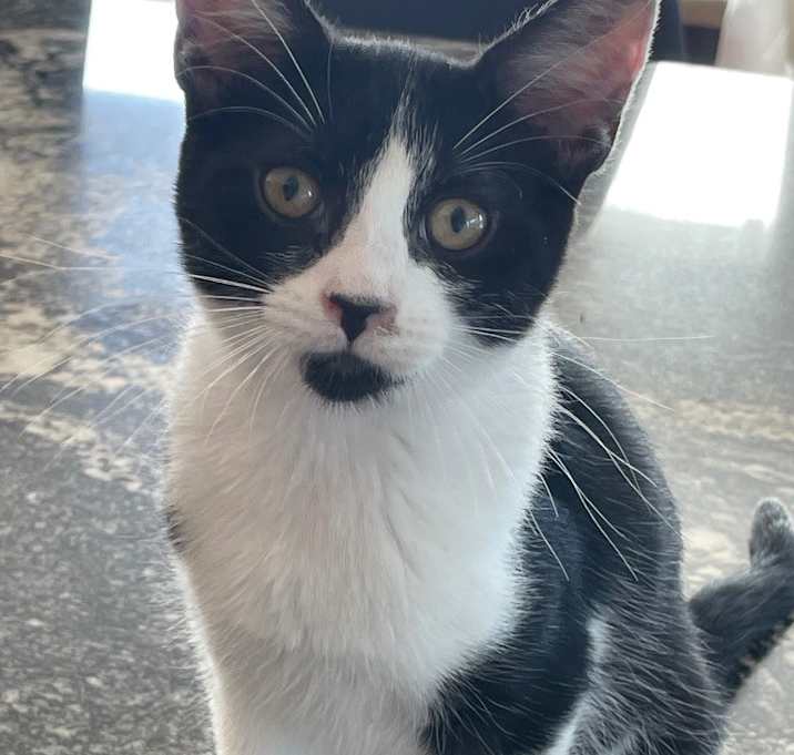 Photo of Parsley