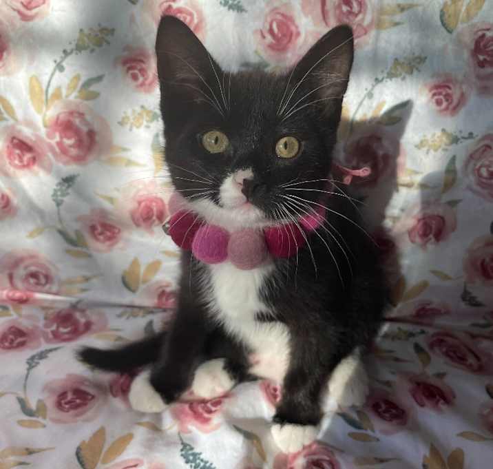 Photo of Mavis