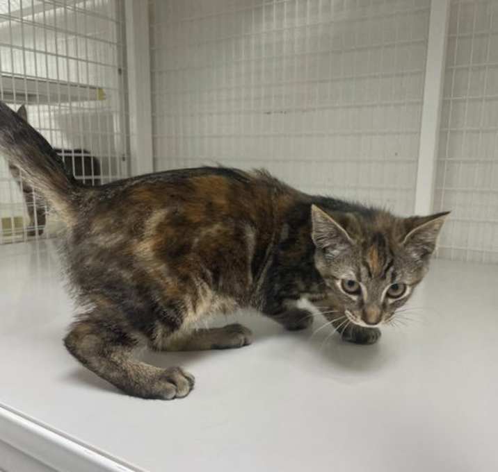 Photo of Pepper