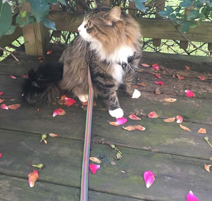 Photo of Kitty
