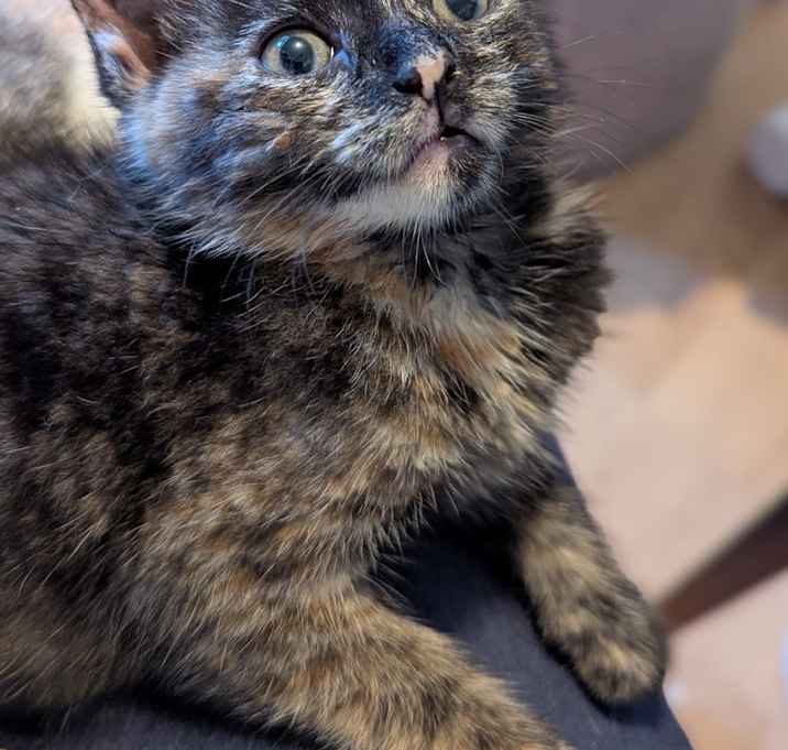 Photo of Maisy