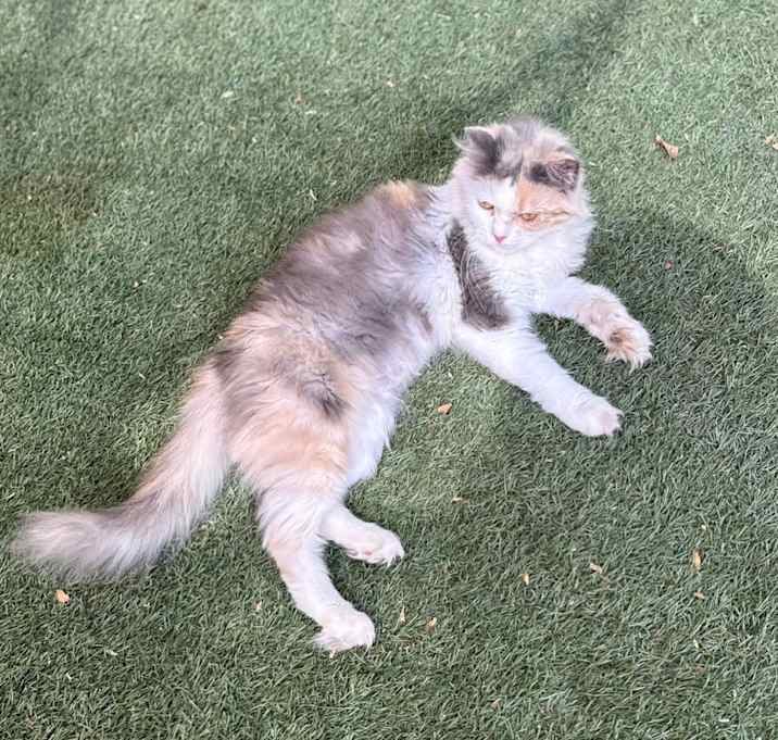 Photo of Haley