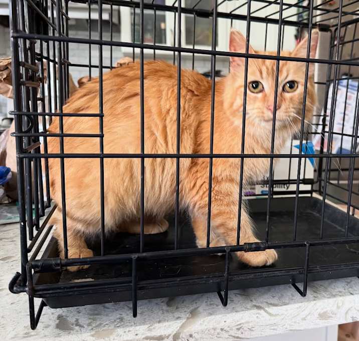 Photo of Peaches