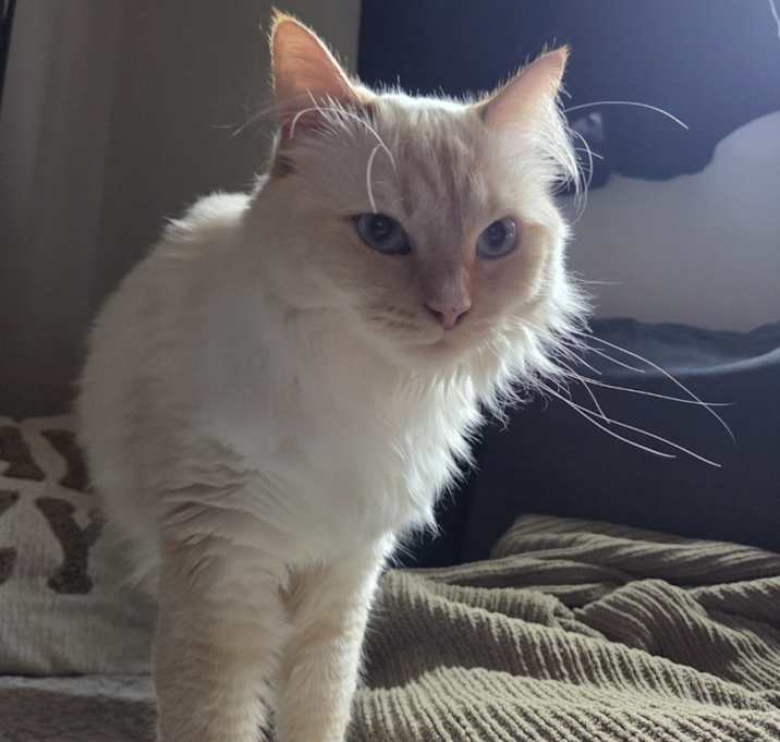 Photo of Mew